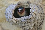 Cliff Swallow